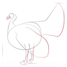 Vogel - Truthahn zeichnen lernen schritt für schritt tutorial 4