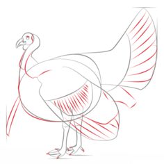 Vogel - Truthahn zeichnen lernen schritt für schritt tutorial 6