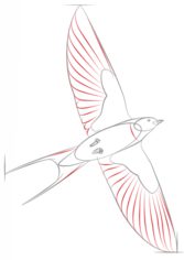 Vogel - Schwalbe zeichnen lernen schritt für schritt tutorial 6