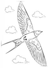 Vogel - Schwalbe zeichnen lernen schritt für schritt tutorial 7