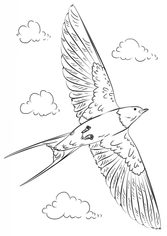 Vogel - Schwalbe zeichnen lernen schritt für schritt tutorial 8