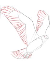Vogel - Habicht zeichnen lernen schritt für schritt tutorial 6