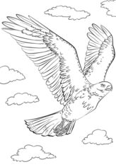 Vogel - Habicht zeichnen lernen schritt für schritt tutorial 8