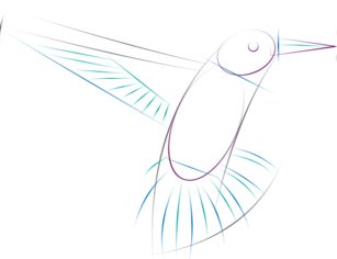 Vogel - Kolibri zeichnen lernen schritt für schritt tutorial 4