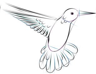 Vogel - Kolibri zeichnen lernen schritt für schritt tutorial 5