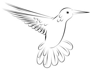 Vogel - Kolibri zeichnen lernen schritt für schritt tutorial 6