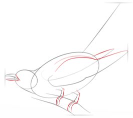 Vogel - Kuckuck zeichnen lernen schritt für schritt tutorial 4