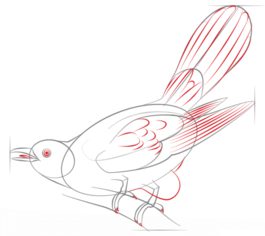 Vogel - Kuckuck zeichnen lernen schritt für schritt tutorial 6