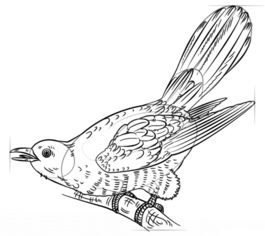 Vogel - Kuckuck zeichnen lernen schritt für schritt tutorial 7