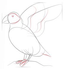 Vogel - Papageitaucher zeichnen lernen schritt für schritt tutorial 5