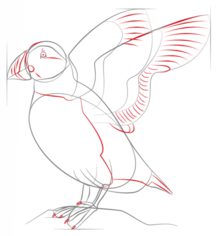 Vogel - Papageitaucher zeichnen lernen schritt für schritt tutorial 6