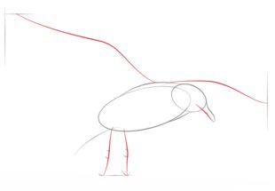 Vogel - Möwe zeichnen lernen schritt für schritt tutorial 3