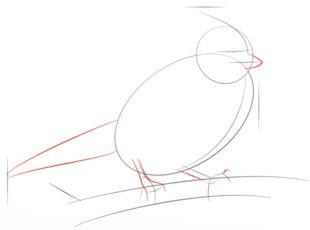 Vogel - Häher zeichnen lernen schritt für schritt tutorial 4