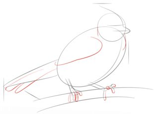 Vogel - Häher zeichnen lernen schritt für schritt tutorial 5