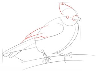 Vogel - Häher zeichnen lernen schritt für schritt tutorial 6