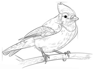 Vogel - Häher zeichnen lernen schritt für schritt tutorial 8