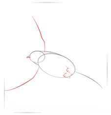 Vogel - Meise zeichnen lernen schritt für schritt tutorial 3