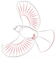 Vogel - Meise zeichnen lernen schritt für schritt tutorial 5