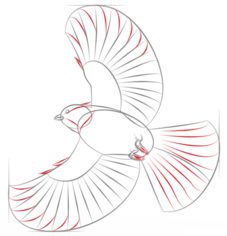 Vogel - Meise zeichnen lernen schritt für schritt tutorial 6