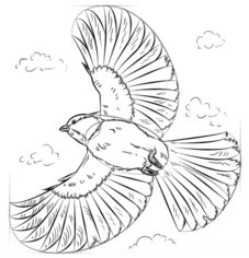 Vogel - Meise zeichnen lernen schritt für schritt tutorial 7