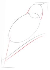 Vogel - Nachtigall zeichnen lernen schritt für schritt tutorial 2
