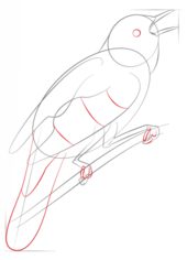 Vogel - Nachtigall zeichnen lernen schritt für schritt tutorial 5