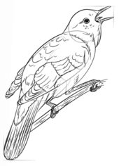 Vogel - Nachtigall zeichnen lernen schritt für schritt tutorial 7