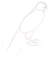 Vogel - Falke zeichnen lernen schritt für schritt tutorial 4