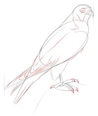 Vogel - Falke zeichnen lernen schritt für schritt tutorial 7