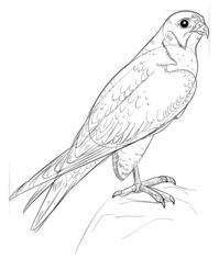 Vogel - Falke zeichnen lernen schritt für schritt tutorial 8