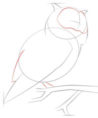 Vogel - Eule zeichnen lernen schritt für schritt tutorial 5