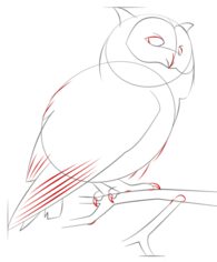 Vogel - Eule zeichnen lernen schritt für schritt tutorial 7