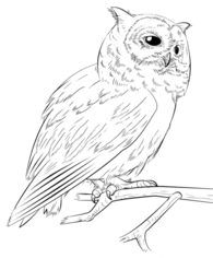 Vogel - Eule zeichnen lernen schritt für schritt tutorial 9