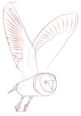 Vogel - Eule 2 zeichnen lernen schritt für schritt tutorial 6