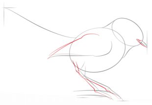 Vogel - Zaunkönig zeichnen lernen schritt für schritt tutorial 4