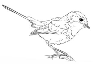 Vogel - Zaunkönig zeichnen lernen schritt für schritt tutorial 8