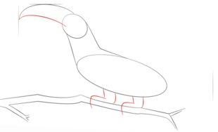 Vogel - Tukan zeichnen lernen schritt für schritt tutorial 3