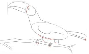 Vogel - Tukan zeichnen lernen schritt für schritt tutorial 6