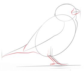 Vogel - Spatz zeichnen lernen schritt für schritt tutorial 4