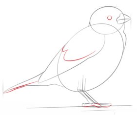 Vogel - Spatz zeichnen lernen schritt für schritt tutorial 5