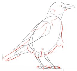 Vogel - Krähe zeichnen lernen schritt für schritt tutorial 6