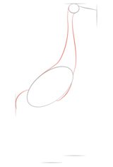 Vogel - Kranich zeichnen lernen schritt für schritt tutorial 2