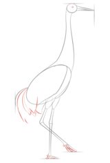 Vogel - Kranich zeichnen lernen schritt für schritt tutorial 5