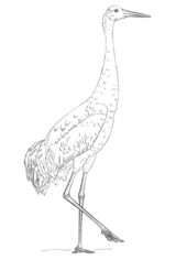 Vogel - Kranich zeichnen lernen schritt für schritt tutorial 8