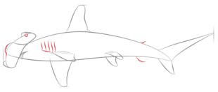 Hammerhai zeichnen lernen schritt für schritt tutorial 5
