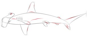 Hammerhai zeichnen lernen schritt für schritt tutorial 6