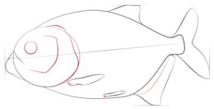 Fisch - Piranha zeichnen lernen schritt für schritt tutorial 5