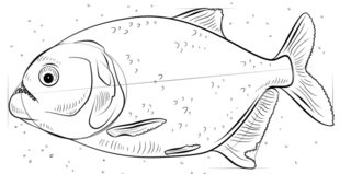 Fisch - Piranha zeichnen lernen schritt für schritt tutorial 7