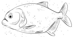 Fisch - Piranha zeichnen lernen schritt für schritt tutorial 8