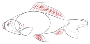 Fisch zeichnen lernen schritt für schritt tutorial 6